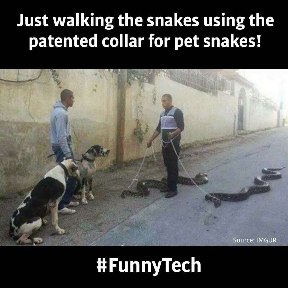 PatentYogi_Just walking the snakes using the patented collar for pet snakes!
