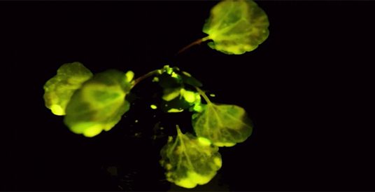 MIT patents plants that glow like a Lamp