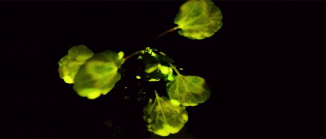 MIT patents plants that glow like a Lamp